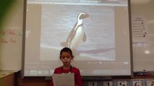 Trinity's Presentation: The African Penguin
